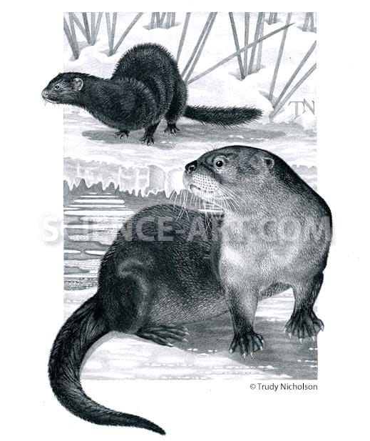 River Otter and Mink by Trudy Nicholson 