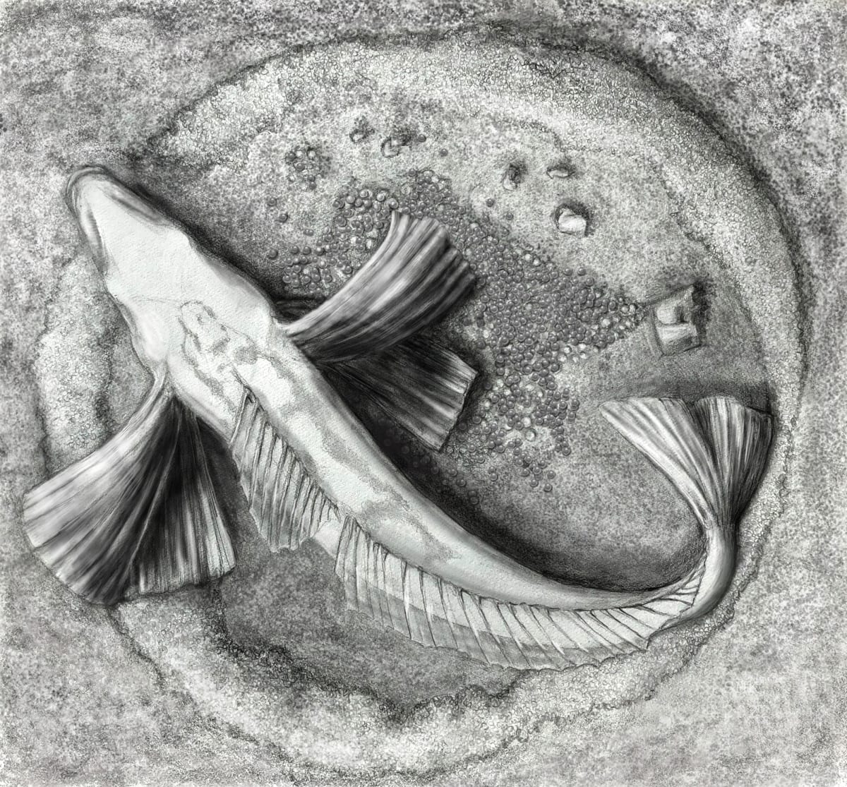 Nesting Icefish by Shana Katzman 