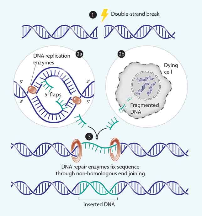 Two for DNA to repair a double-strand break by Kelly Finan 