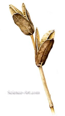 Iris versicolor capsules by Richard Rauh 