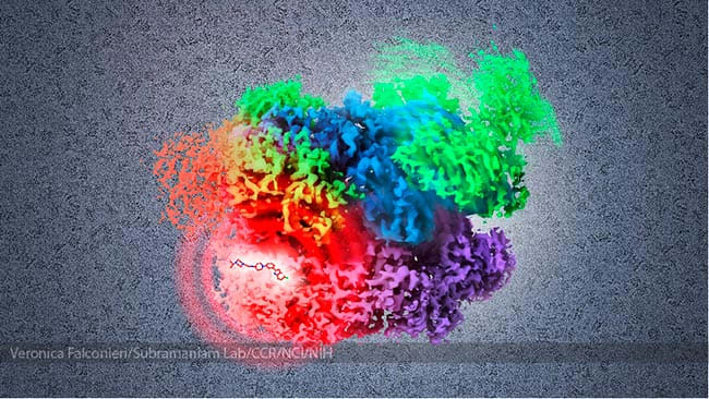 Cancer Drug Target p97 by Veronica Falconieri Hays 