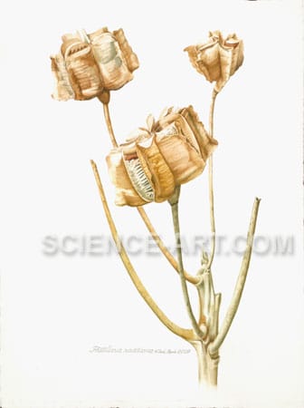 Fritillaria raddiana capsules by Richard Rauh 
