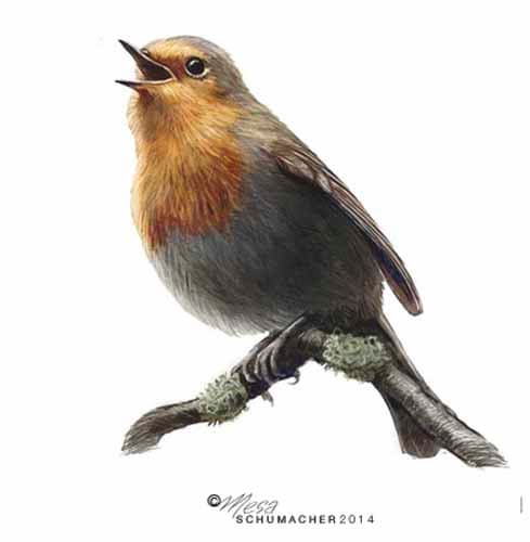 English Robin by Mesa Schumacher 