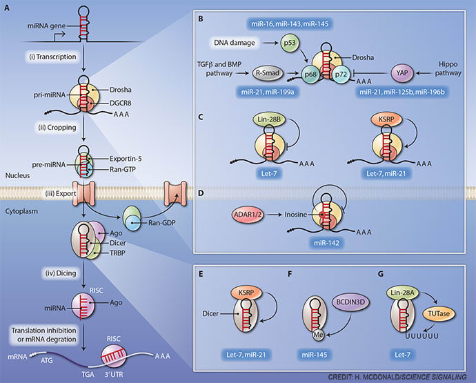 Regulation of microRNA biogenesis by Heather McDonald 