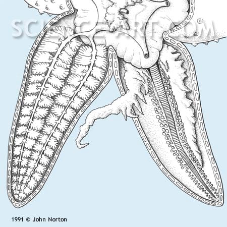 Starfish Anatomy by John Norton 