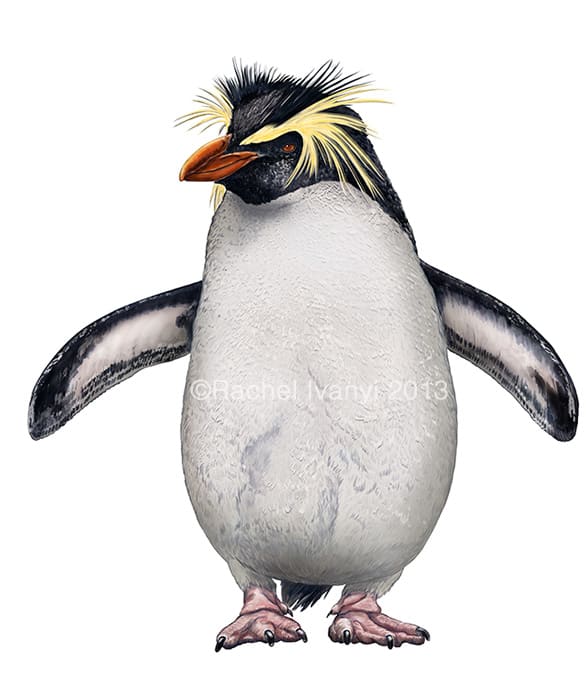 Northern Rockhopper by Rachel Ivanyi, AFC 