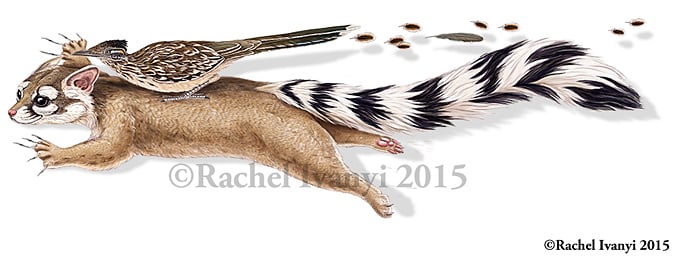 Ringtail and roadrunner catching a ride by Rachel Ivanyi, AFC 