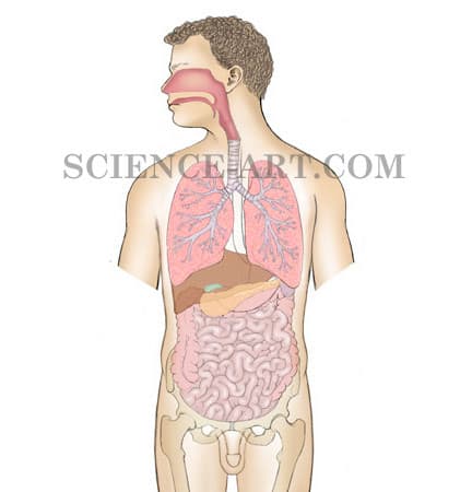 Respiratory System Anatomy by Taina Litwak 