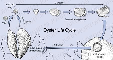 Oyster Life Cycle Illustration by John Norton 