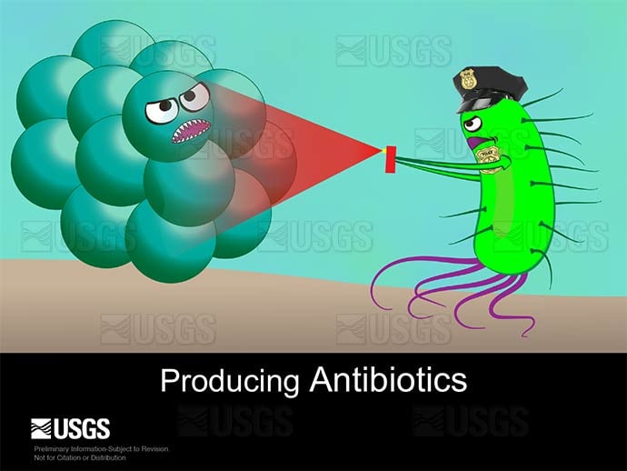Bacteria produce antibiotics by Betsy Boynton 