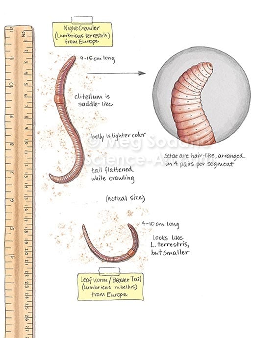 Earthworm Identification by Meg Sodano 