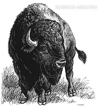 Bison by Gail Guth 
