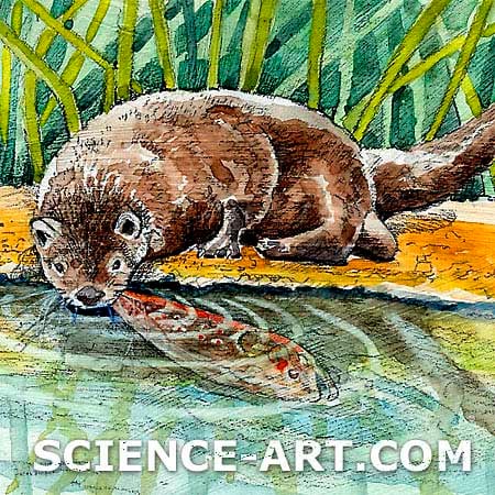 River Otter (Lutra canadensis) by Marjorie Leggitt 