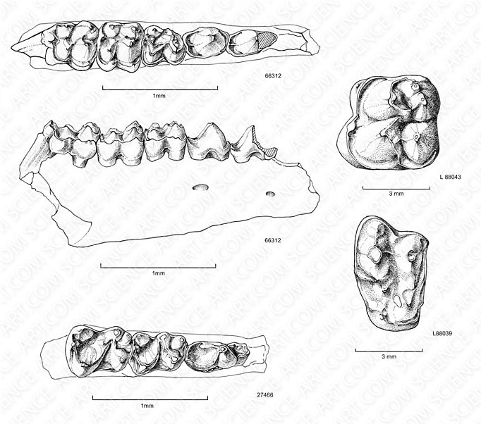 Eocene artiodactyla jaw and teeth by Marjorie Leggitt 
