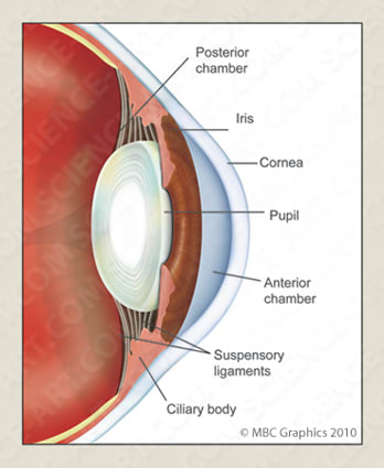 Detail Image of the Anatomy of the Human Eye by Erica Beade 