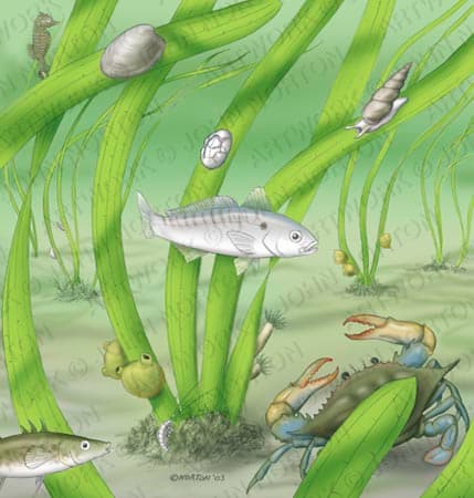 Eel Grass Bed Ecology by John Norton 