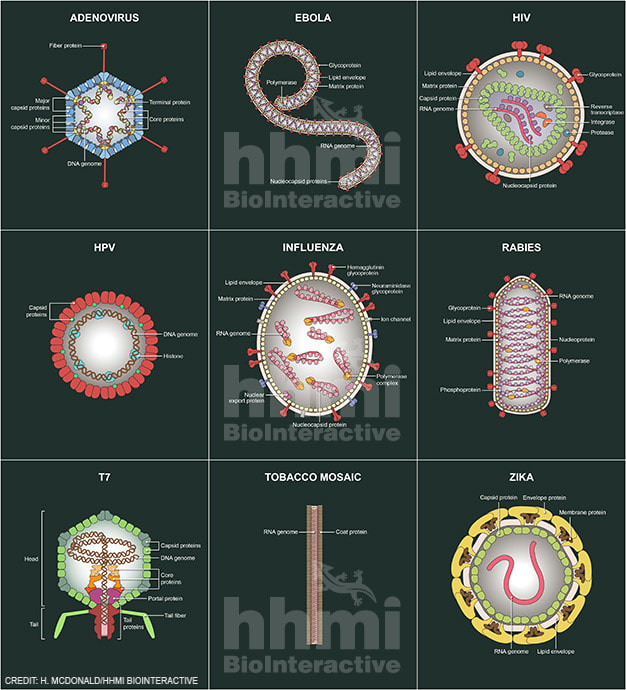 Viral cross sections by Heather McDonald 