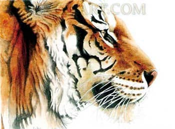 Siberian Tiger (Panthera tigris) by Marjorie Leggitt 