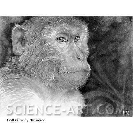 Rhesus Monkey (Macaca mulatta) by Trudy Nicholson 