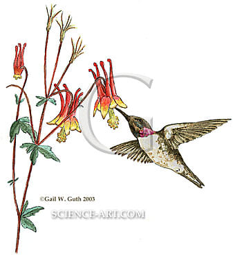 Hummingbird and Columbine by Gail Guth 