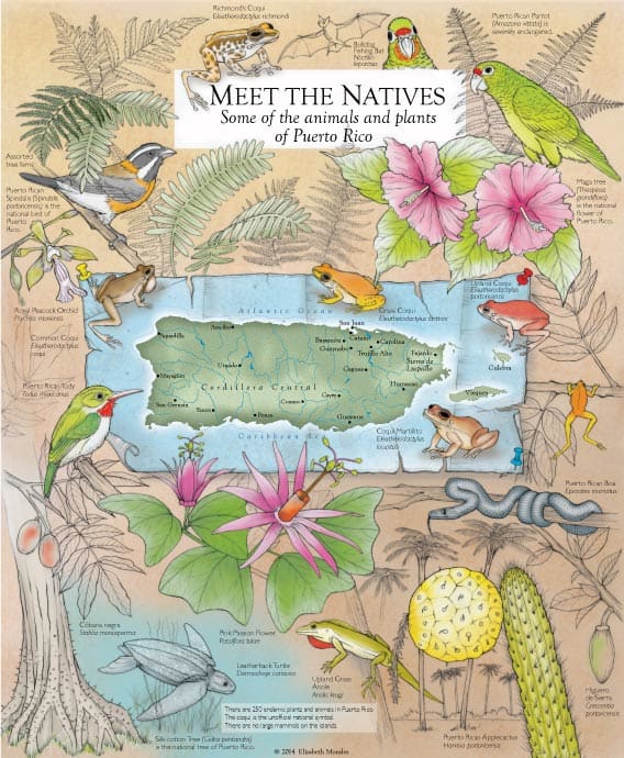 Meet the Natives by Elizabeth Morales 
