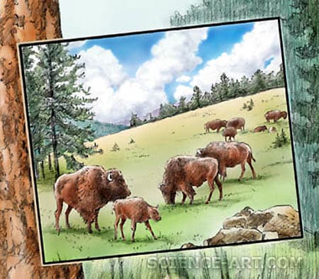 Bison in the Pines by Marjorie Leggitt 