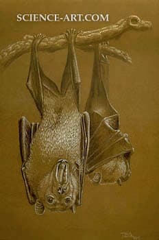 Flying Fox by Theophilus Britt Griswold 