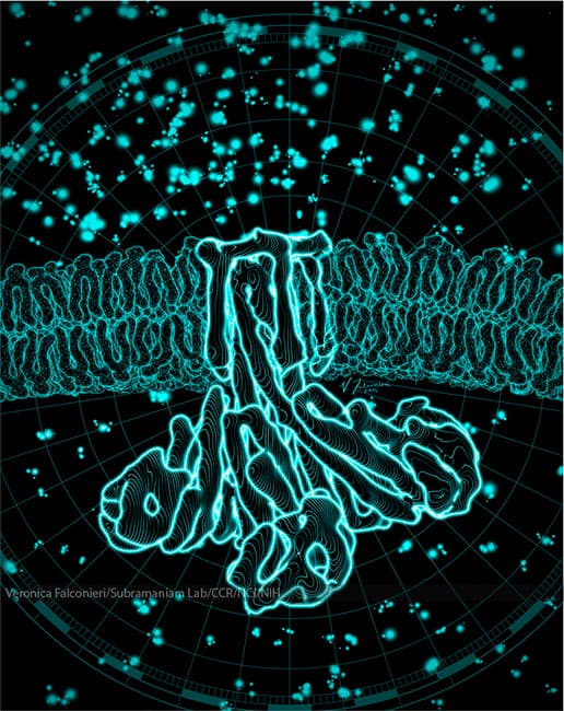 Ion Channel CorA by Veronica Falconieri Hays 