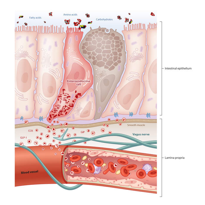 Sensory Cells in GI Tract by Fiona Martin 