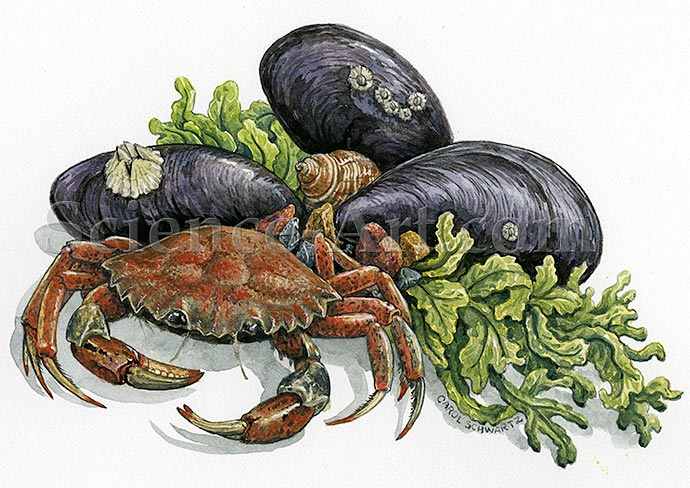 Maine Shells and Crab by Carol Schwartz 