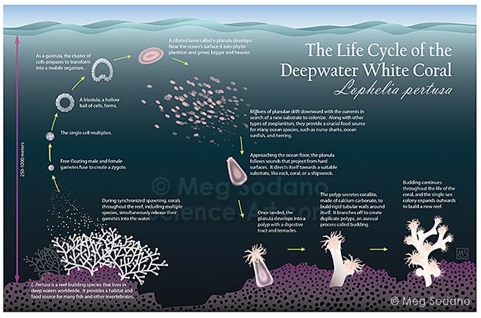 Life Cycle of the Deepwater White Coral by Meg Sodano 