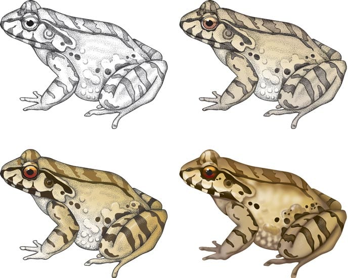 Rendering style sampler of frog by Elizabeth Morales 