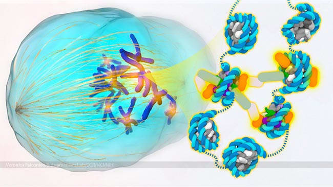 Kinetochore Nucleosome Structure by Veronica Falconieri Hays 