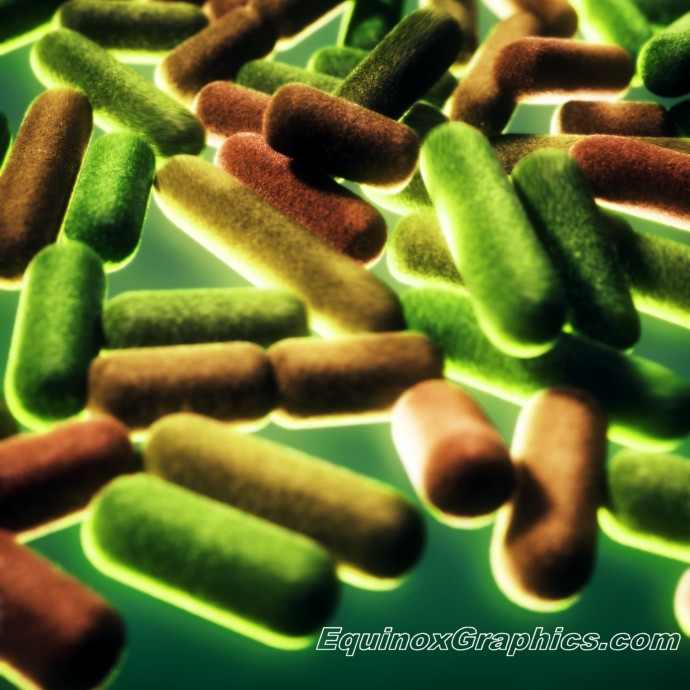 Bacteria by Dr Jon Heras 