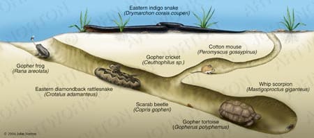 Gopher Tortoise Burrow Ecology by John Norton 