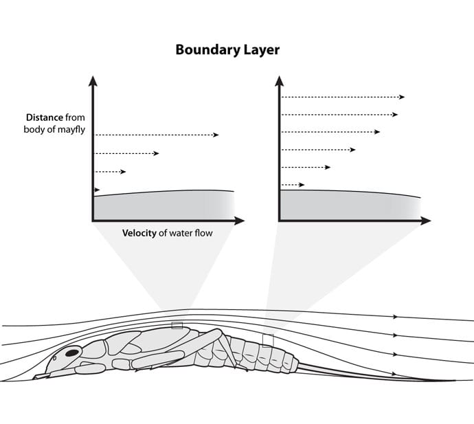 Boundary Layer over Mayfly Invertebrate by Kelly Finan 