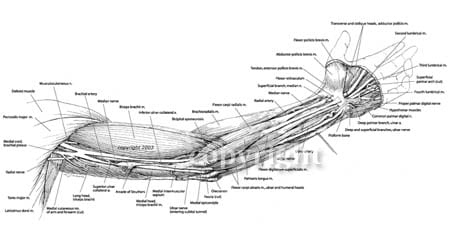 Course of the Ulnar Nerve by Lisa Wable 