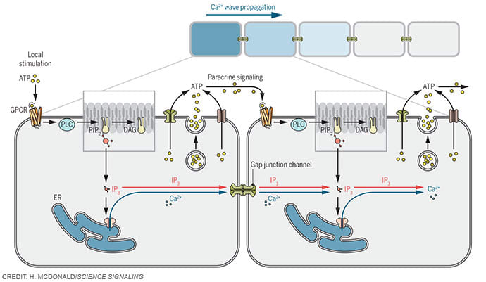 Understanding calcium wave propagation by Heather McDonald 