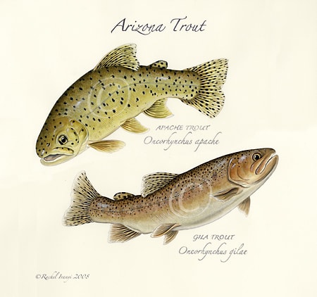 Arizona Trout by Rachel Ivanyi, AFC 