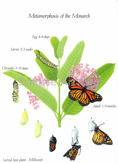 Monarch on Milkweed by Margaret Garrison 