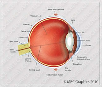 Anatomy of the Human Eye by Erica Beade 