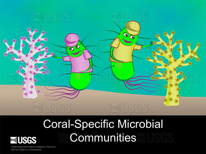 Coral-specific microbial communities by Betsy Boynton 