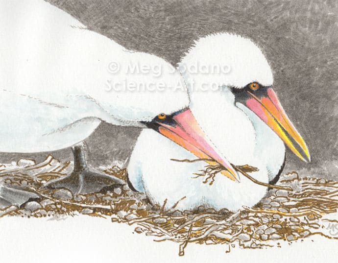 Nazca Boobies by Meg Sodano 