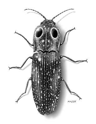 Eyed Click Beetle by Rick Simonson 