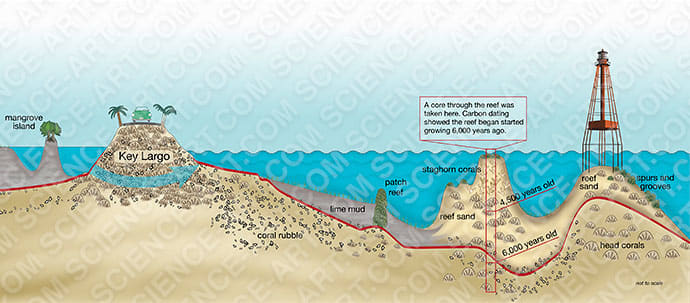 Cartoon of Florida Keys transect by Betsy Boynton 