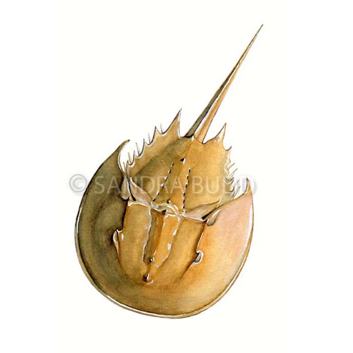 Horseshoe Crab by Sandra Budd 