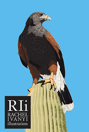 Harris Hawk by Rachel Ivanyi, AFC 