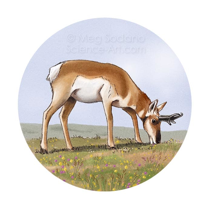 Pronghorn by Meg Sodano 