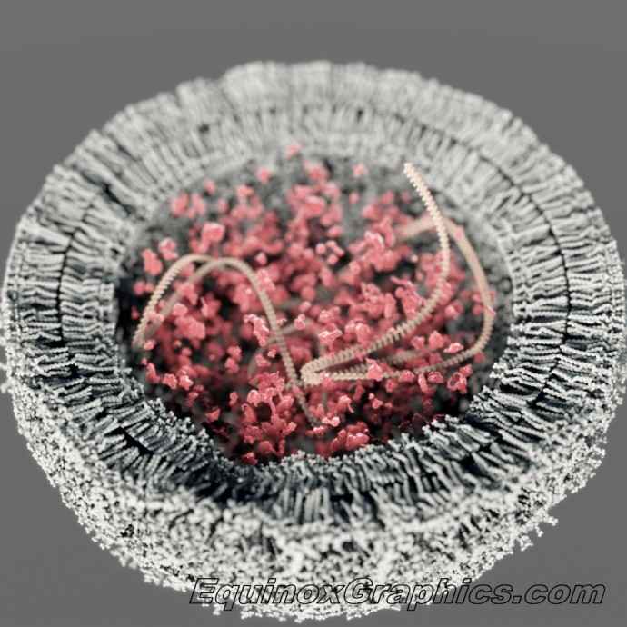 RNA cell by Dr Jon Heras 