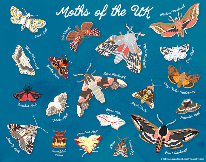Moths of the UK by Sara Cramb 